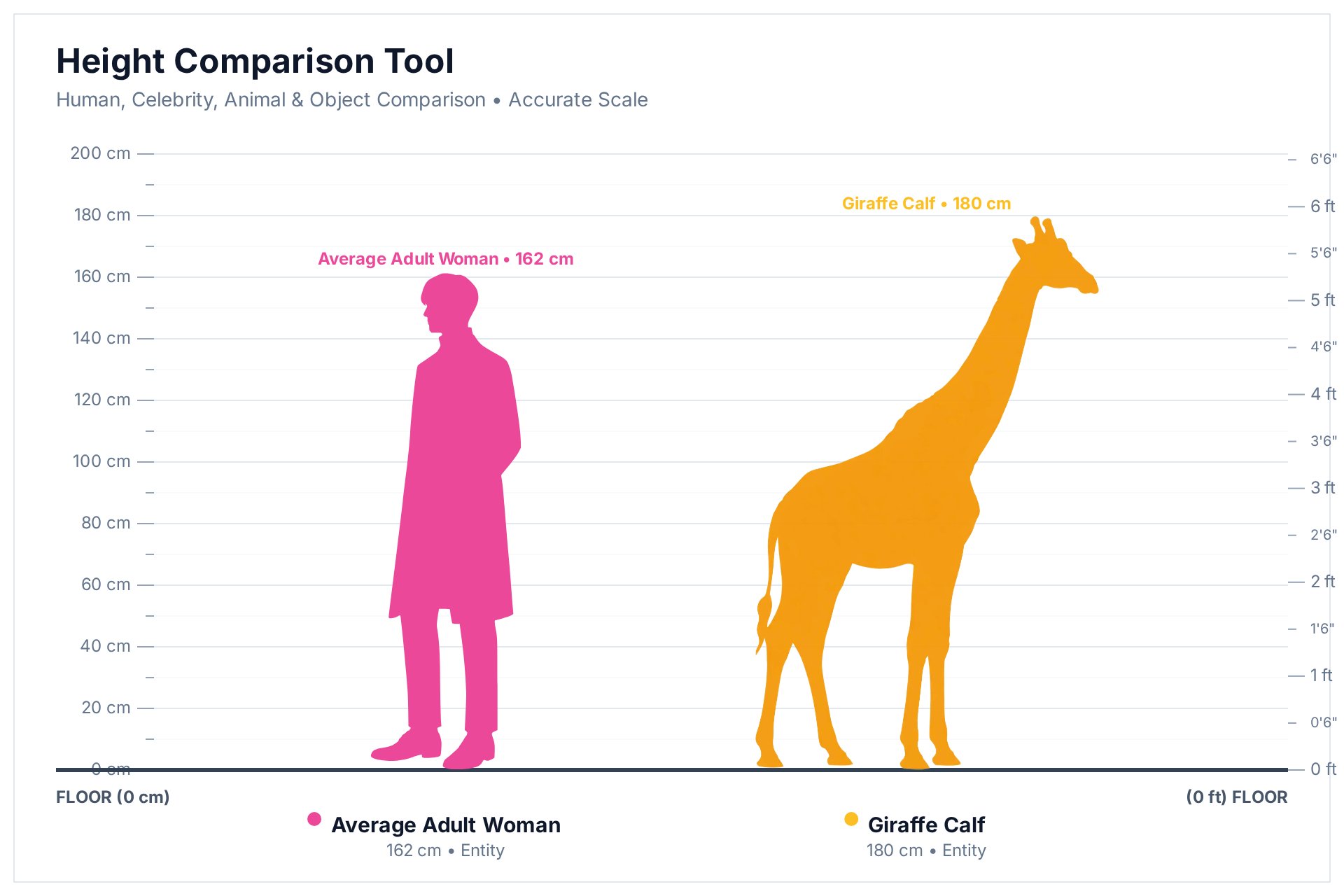 HowHeight comparison chart: 180 cm giraffe calf next to a 162 cm adult woman